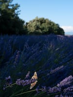A painted lady butterfly rests on lavender flowers in France.