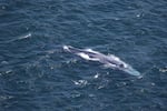 Leigh Torres, a marine mammal researcher at Oregon State University, spotted a grouping of blue whales offshore of Bandon, Oregon, during a U.S. Coast Guard chopper ride-along in mid-July.