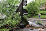 A man holding an umbrella stands near a fallen tree during stormy weather in Washington, D.C., on Monday.