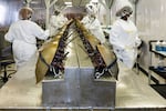 Horseshoe crabs are strapped down to be bled at Charles River Laboratory's facility in Charleston, S.C., in June 2014.