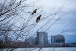 Crows descend upon Willamette Park in Southwest Portland, Oregon, Thursday, Jan. 3, 2019.