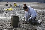 A worker digs up clams at a commercial shellfish bed on Puget Sound.
