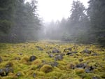Moss covers talus slopes in the Columbia River Gorge before the Eagle Creek Fire