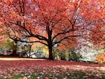 A tree in Ashland's Lithia Park is bright with red fall leaves on Nov. 3, 2020.