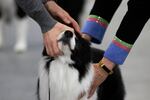 A border collie is judged during its round of breed competition. The Rose City Classic Dog Show was held at the Portland Metropolitan Exposition Center Jan. 15-19, 2020.