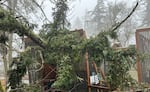 A bird aviary at Cascades Raptor Center was damaged by fallen trees, branches and ice after the recent winter weather.