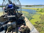 Dead birds collected during the suspected avian botulism and flu outbreak on the Klamath National Wildlife Refuge Complex in August 2024. Thousands of birds are estimated to have died so far this year.