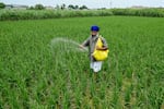 A farmer sprinkles fertiliser over crops at a rice field on the outskirts of Amritsar on July 23, 2024.