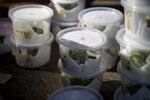 Dozens of takeout containers hold hundreds of silverspot caterpillars.