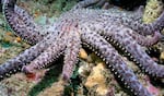A sunflower sea star moves on the ocean floor. Sea stars have been decimated by disease in recent years, leading Oregon state officials to ban recreational harvesting of sea stars. 