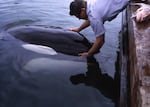 In 1965 Ted Griffin purchased the orca Namu, after it was accidentally caught in a fishing net. Namu was on display and performed for audiences at the Seattle Marine Aquarium. 