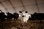A white cow with black spots stands next to black cows in a feed barn.