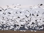 Snow geese take off from a field in Ruthsburg, Md., on Jan. 25, 2023. The current strain of bird flu has been detected in wild birds and poultry, as well as mammals like cows.