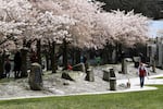 FILE - People gather under and walk along the blossom canopy of 100 ornamental cherry trees along the Willamette River in Portland, Ore., Friday, April 6, 2012.  The trees, part of the Japanese-American Historical Plaza, were donated by the Japanese Grain Importers Association.