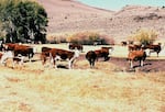 Cattle in Hart Mountain National Antelope Refuge in the 1980s, before livestock were excluded. Ecology professor Robert Beschta says more rangeland refuges are needed. 