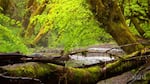 Coastal Forest, Oregon.