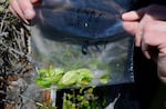 CJ Johnson holds up a plastic bag with a couple of dozen recently sprouted leaves from an old growth heritage apple tree in the Crooked River National Grassland, near Madras, Ore., April 17, 2026.