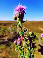 Canada thistle, a noxious weed.
