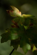Browning leaves on a heat-stressed bigleaf maple on the Reed College campus.