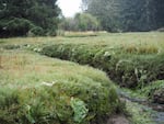 About three months ago, scientists buried tea bags at the Metcalf Marsh. They are doing this to get a better understanding of how climate change might be affecting decomposition and carbon storage.