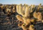 Cholla cactus, as seen here in California's Joshua Tree National Park, is a staple in some Native American food traditions.