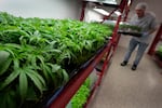 Michael Stonebarger sorts young cannabis plants at a marijuana farm operated by Greenlight, in Grandview, Mo., on Oct. 31, 2022.
