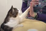 A white-and-brown tabby cat raises his paw to a person's palm.