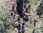 Volunteer tree climbers Damien Carré, with Bartlett Tree Experts in Clackamas, and Logan Collier, with Oregon Tree Care in Portland, climbed about 280 feet up the Doerner Fir tree in Southern Oregon and put out the fire that was burning inside the tree trunk.