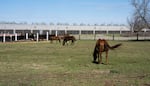 Horses graze on a private property adjacent to a recently constructed data center in Umatilla, Ore., in April 2026.