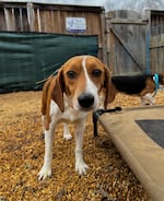 One of the beagles from Envigo that was rescued by Homeward Trails this year.