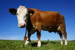 What is it like to slaughter an animal? Could grass-fed meat be part of a sustainable "vegetarian" diet? And what's the "mature beef" movement?