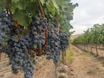 Cabernet Sauvignon grapes ready for harvest on Red Mountain, Wash.