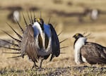 A male greater sage grouse struts its stuff on Bureau of Land Management land in this April 21, 2012, photo.