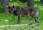 May 25, 2014 file photo of a 100-pound adult male wolf in the Mt. Emily unit.