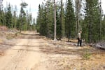 District Ranger Kevin Larkin surveys trees that were knocked over and pushed to the side of the road by the snowmobile volunteers. The resulting wider road makes for an easier route for the club's groomers in the winter.