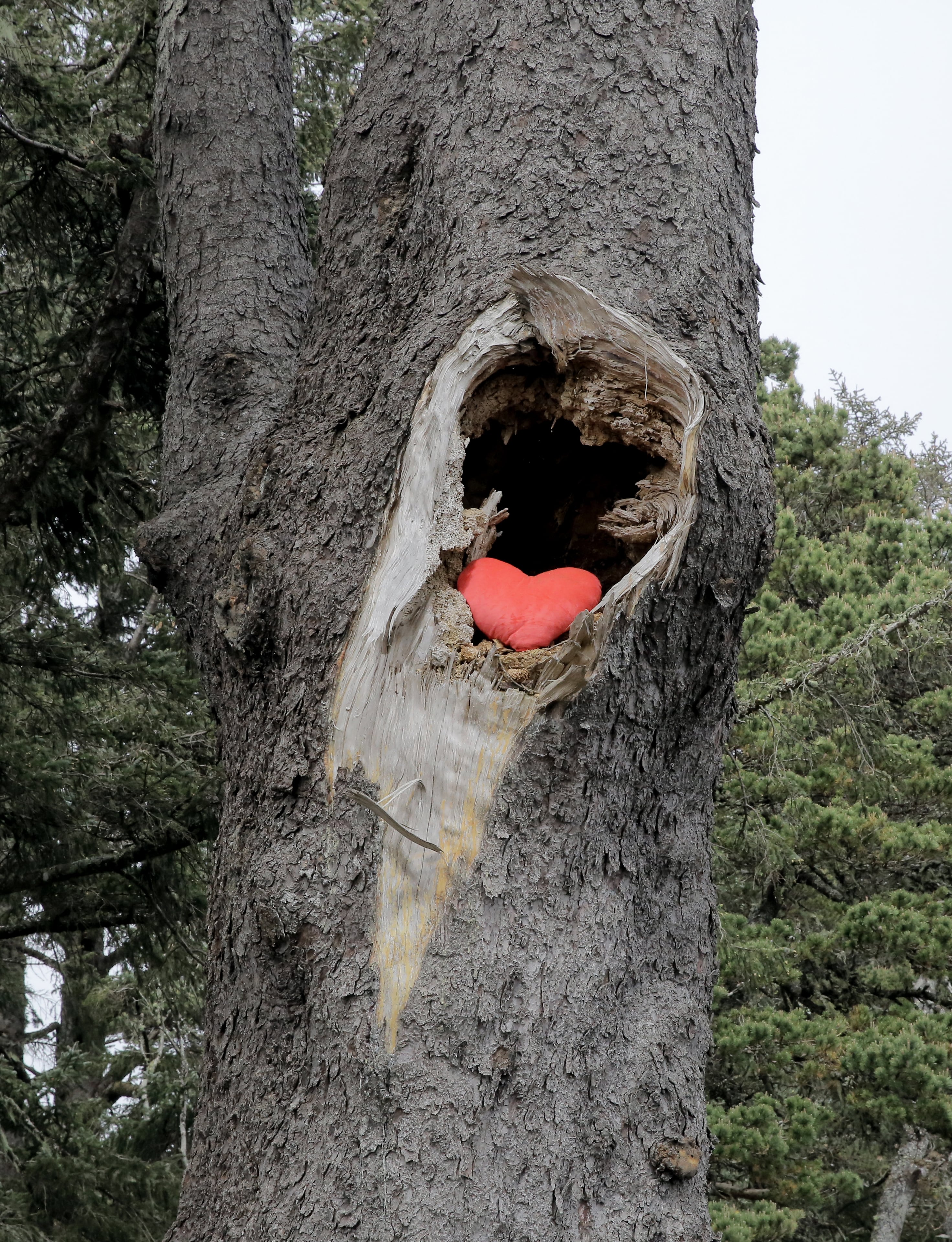 Someone placed a love heart in the hole where a branch used to stick out of the Yaquina Bay muscle tree. April 30, 2025