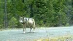 Remote camera photo of OR7 captured May 3 on U.S. Forest Service Land in southern Oregon's Jackson County.