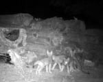 Trail camera footage from the Confederated Tribes of Warm Springs shows six wolf pups.