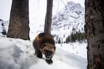 Wolverines have a reputation for being ferocious. They can dig through snow and ice with their claws, and survive the harsh winters of the North Cascades.