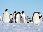 Emperor penguins could lose half of their population by 2050.