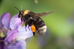 With the help of a laser-triggered shutter and a flash that fires at 1/50,000th of a second, Oregon Zoo photographer Michael Durham captured what is believed to be the first high-speed photo of the rare western bumblebee in flight. 