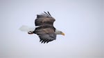 An American bald eagle stretches its wings in flight over the Columbia River Gorge