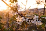 In this undated photo, cherry blossoms at sunrise on a central Washington farm.