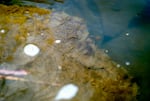 Nuisance algae coats rocks on the banks of the lower Deschutes River near Maupin, Ore. Water quality changes in recent years have contributed to a proliferation of the algae, making wading treacherous and damaging the fishery.