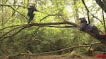 
At Cedarsong Nature School kids are not just allowed but encouraged to climb trees, even without shoes. 