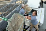 Technicians Tara Beckman and Rebakah Windover help put salmon into a tank on the back of a pickup truck.