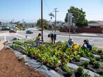 People harvest crops at the Asante Microfarm in front of a house in View Park, in Los Angeles, in 2021.