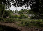 Thursday, May 21, 2026 — An Urban Forest Regeneration Research Plot behind the Stillmeadow Community Fellowship Church in Baltimore, MD.