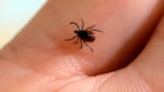A vaccine candidate for Lyme disease is moving through the clinical pipeline, as the tick-borne disease spreads to new areas. Here, a tick is seen at the French National Institute of Agricultural Research.