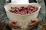 Cherry harvest in the Columbia Gorge near The Dalles, OR, June 20, 2010.